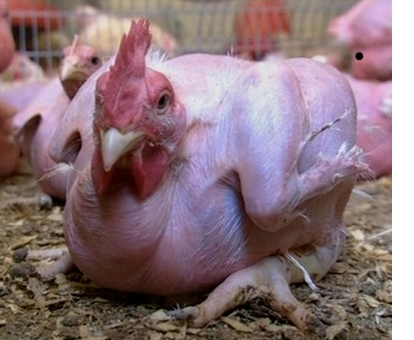 Now, the FDA is set to approve Genetically Engineered Animals to be 